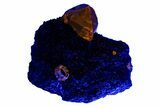 Fluorescent Zircon Crystals in Biotite Schist and Magnetite - Norway #228206-3